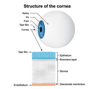 Structure of the cornea